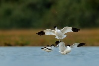Tenkozobec opacny - Recurvirostra avosetta - Pied Avocet 6430u